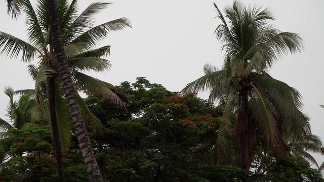 Dramatic scene of dark lush palm trees with a grey sky background, Fiji 4K