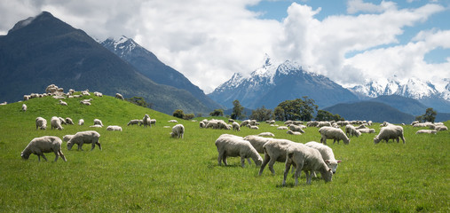 Herd of sheep grazing on the green meadows with mountains in backdrop, shot in Glenorchy, New Zealand