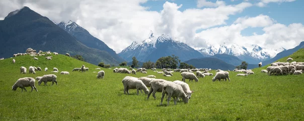 Fotobehang Panoramische opname van een kudde schapen die graast op de groene weiden met bergen op de achtergrond, geschoten in Glenorchy, Nieuw-Zeeland © Peter Kolejak
