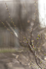 Spring unopened flowers cherry tree on branches, unblown buds blurred background. spring background, texture of wooden branches, concept of the beginning of spring. Copy space