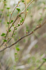 Spring green leaves of black currant on the branches, blooming buds blurred background. spring background, texture of wooden branches, the concept of the beginning of spring. Copy space