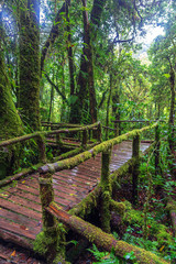 Green lichen and fern on wooden walkway in forest