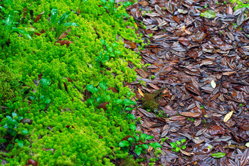 Green plants and ferns with wet brown dead leaves