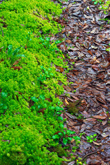 Green plants and ferns on floor with wet brown leaves