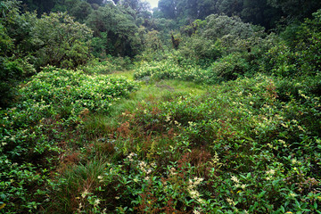 Flowers, grass, and trees in green forest