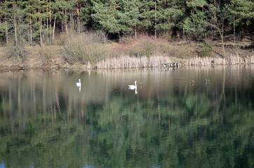 two white swans swiming in the lake
