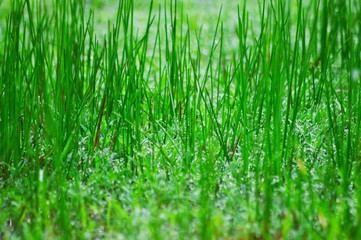 Obraz premium green grass background