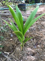 Obraz premium The coconut palm is a palm tree. There are many coconut palms on the coasts of Indonesia, India, America, South Sudan, Bangladesh and Tanzania. People of this area use coconut milk in cooking.