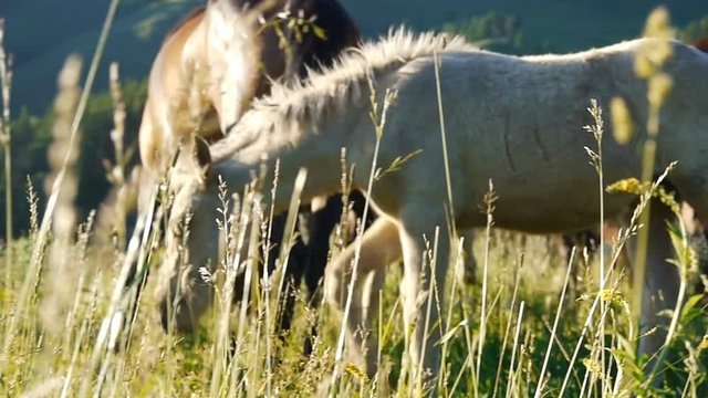 horses in the valley among the yellow grass