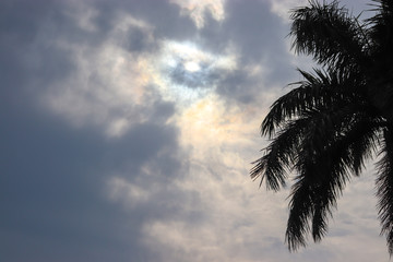 Fototapeta na wymiar Coconut tree in silhouette with blue sky in the background