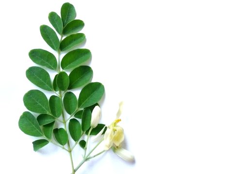 white lily of the valley