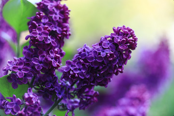 Purple lilac - Syringa flowers shown in Detail infront of a blurry light green background in the natural evening light.