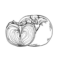 Contour sketch of a whole persimmon and half fruit with a sketch on a white background. Healthy natural food. Vector outline illustration for menus, recipes and your creativity.