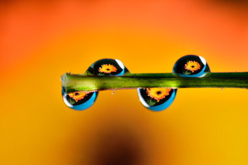 Gentle reflection on the water droplets macro photo