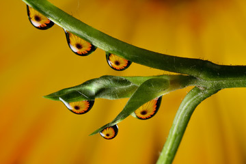 Gentle reflection on the water droplets macro photo