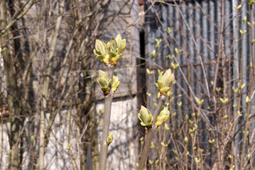 Straight branches of lilac bushes with opening buds on a blurred background of other plants. Early...