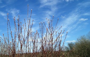 Thin straight branches of a tree or shrub with opening buds on the background of a blue sky with beautiful clouds. Early spring