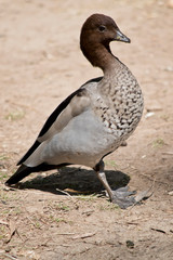 this is a side view of an Australian maned duck