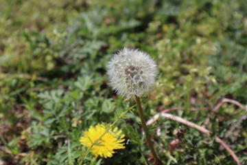 タンポポ