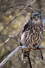 the barking owl is perched in a bush