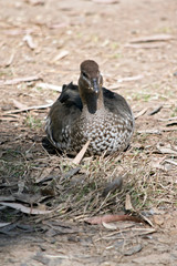 the australian mane duck is resting