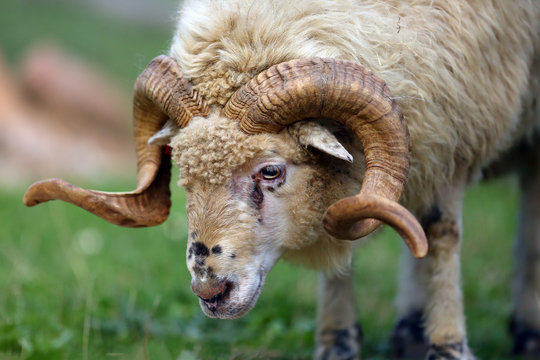 Sheep (Ovis aries), Wallachian sheep ram, portrait. Portrait of a white adult ram.
