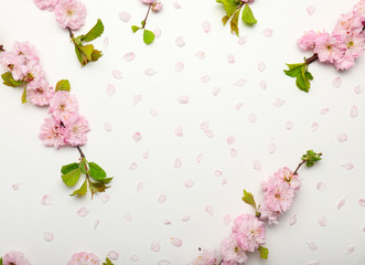 Beautiful blossoming branches and petals on white background