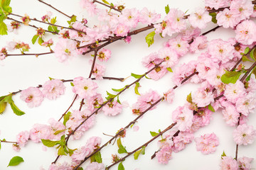 Beautiful blossoming branches on white background