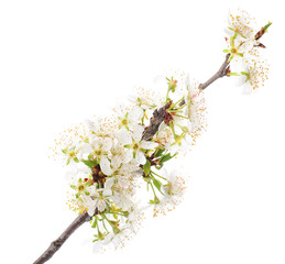 Beautiful blossoming branch on white background