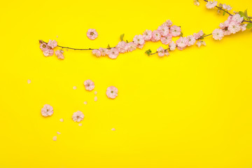 Beautiful blossoming branch on color background