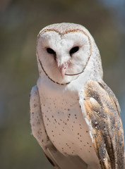 this is a close up of a barn owl