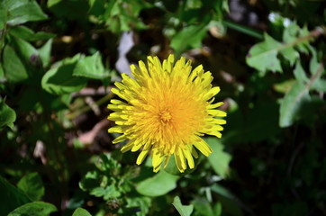 Yellow dandelion flower blooming in April
