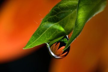 Gentle reflection on the water droplets macro photo