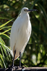 the little egret is perched on a log