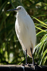 the little egret is perched on a log