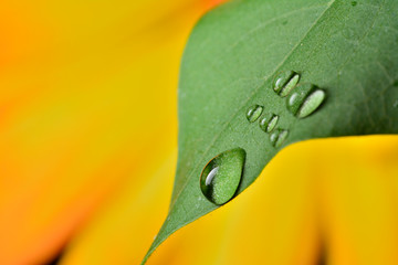 Gentle reflection on the water droplets macro photo