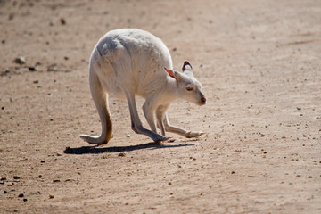 this is a side view of an albino western grey kangaroo