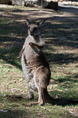 Naklejka na ściany i meble this is a joey western grey kangaroo