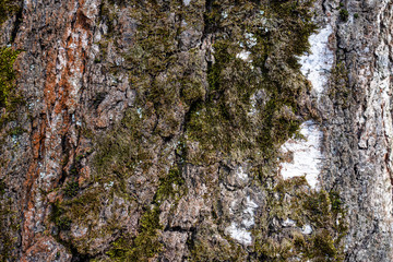 Close-up of birch bark and moss. Abstract natural background