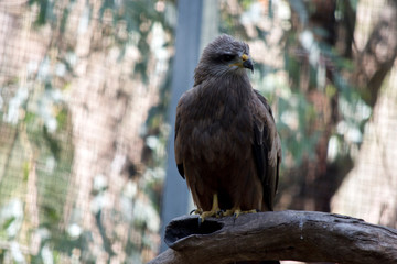 the black kite is perched on a branch