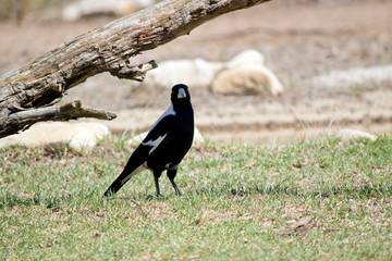 the magpie is on the ground looking for bugs to eat