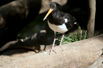 the pied oystercatcher is looking for food