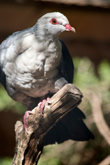 the white headad pigeon is on a perch