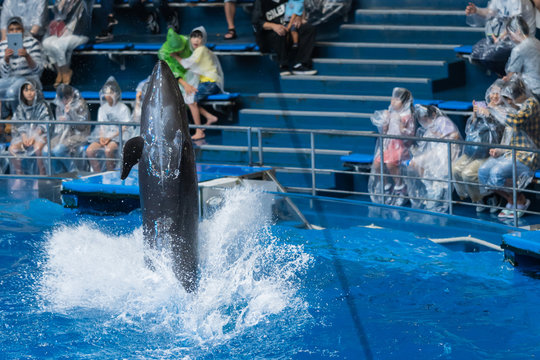 水族館のイルカショー