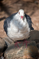 the white headad pigeon is on a perch on rocks
