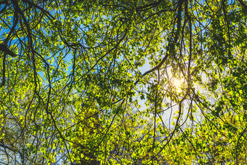 Green leaves on the spring tree background