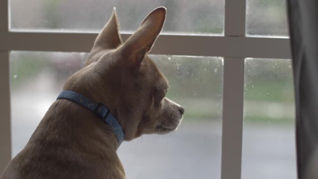 dog looking out the window on a sad day, close up shot in slow motion / perro mirando por la ventana en un dia triste, toma cercana en camara lenta