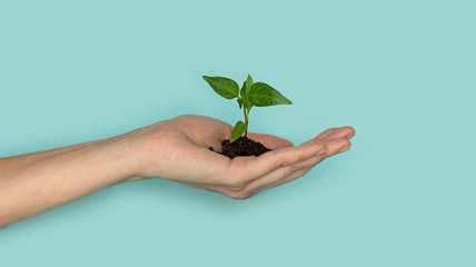 Seedling green sprout of cucumber with leaves in a yellow pot on a blu background. New life, birth. Plant growing. Copy space. © Irina