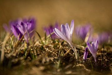 Detail of violet crocus flowers, Slovakia