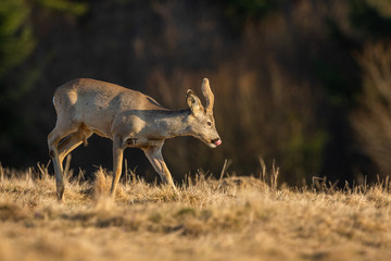 Young roe deer on the meadow with yellow grass in golden light, Capreolus capreolus, Slovakia